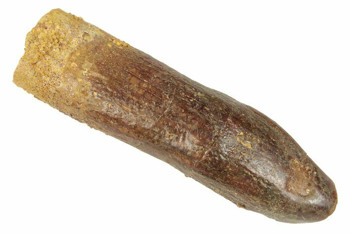 Fossil Sauropod Dinosaur (Titanosaur) Tooth - Morocco #248874